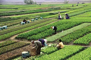 Mã số vùng trồng giúp nông dân mở rộng đường xuất khẩu 