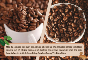 Việt Nam cũng là một trong những quốc gia sản xuất cà phê 